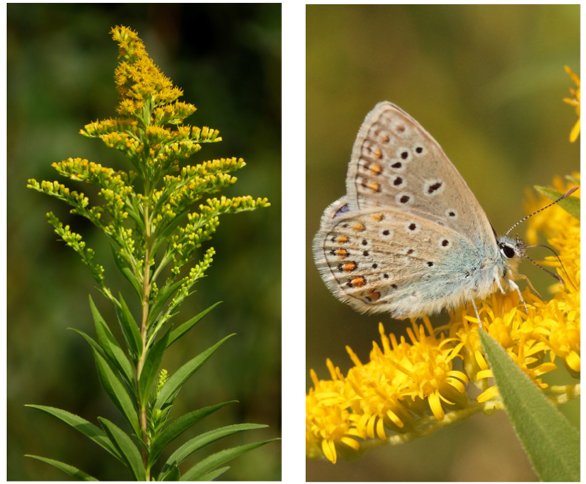 Picture of Goldenrod flower and picture of Hair Streak Butterfly on Goldenrod Flower.