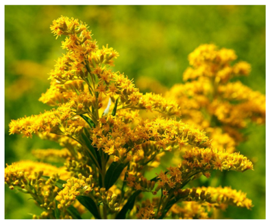 Picture of a close up of a branch of Goldenrod.